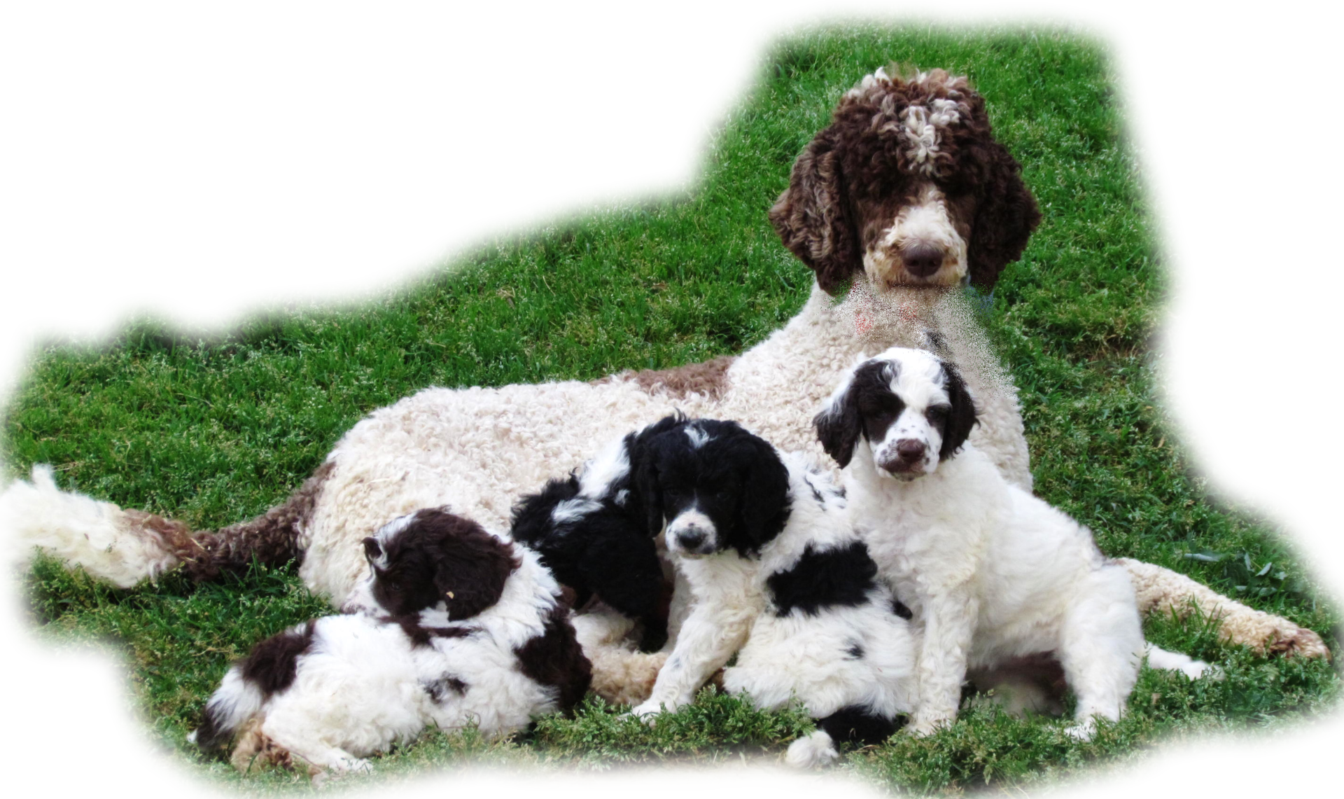 What is a solo standard poodle?