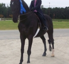 2008-10-11-10-years-later-back-to-saddlebreds-sanannah-blackie-with-a-blue-ribbon-as-usual