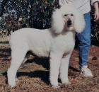 2011-6-holley-and-savannah-at-blowing-rock-16