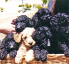 2011-6-holley-and-savannah-at-blowing-rock-17