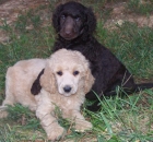 2011-6-holley-and-savannah-at-blowing-rock-18