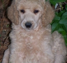 2011-6-holley-and-savannah-at-blowing-rock-20