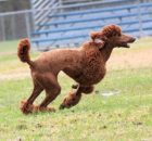 ADELINE13