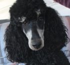 AMELIA