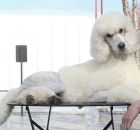 BARBI3