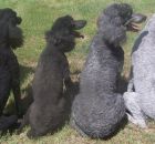 Left to Right Gunsmoke-Black,Raven-Blue,Emmie Grey,Pepper-Silver left to right (2)