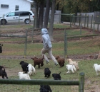 Person Running Outside With Standard Poodle Puppies