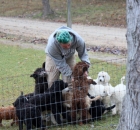 cody-doing-his-puppy-runs-for-the-day2
