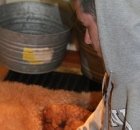 cody-making-sure-a-litter-of-pups-are-nursing-well