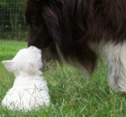 2005-summer-domino-westie-pup