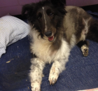 domino-day-he-passed-away-copy