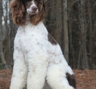 dottie-21