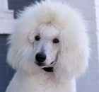 FALCOR-1