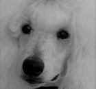 FALCOR-11