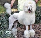 FALCOR-12