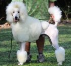 FALCOR-15