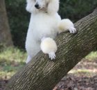 FALCOR-16