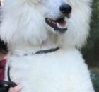 FALCOR-18