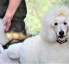 FALCOR-1A