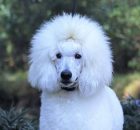 FALCOR-2