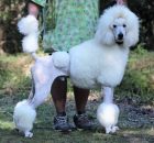 FALCOR-20