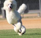 FALCOR-21