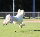 FALCOR-22
