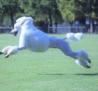 FALCOR-23