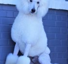 FALCOR-4