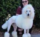 FALCOR-5