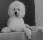 FALCOR-7