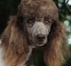 FERN