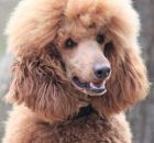 GINGER