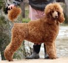 GINGER1