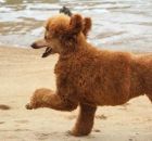 GINGER11