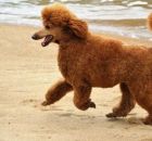 GINGER12