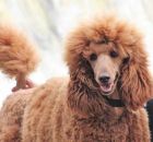 GINGER2
