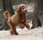 GINGER27