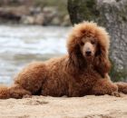 GINGER8