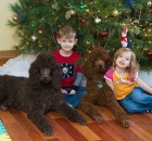 2012-1-12-emily-musgrave-the-dark-brown-one-is-a-family-affair-mousse-josie-mochi-2