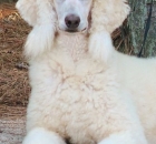 heidi21