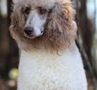 KAHLUA