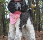Lucy Black White Parti Female   1