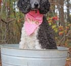 Lucy Black White Parti Female   3