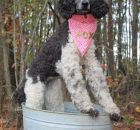 Lucy Black White Parti Female