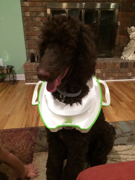 2015-11-odie-caught-literally-drinking-out-of-the-toilet