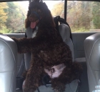 2015-11-odie-sitting-in-the-babies-car-seat