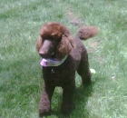 penny-just-groomed-1