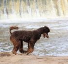 MURPHY (12)