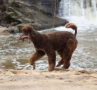 MURPHY (19)